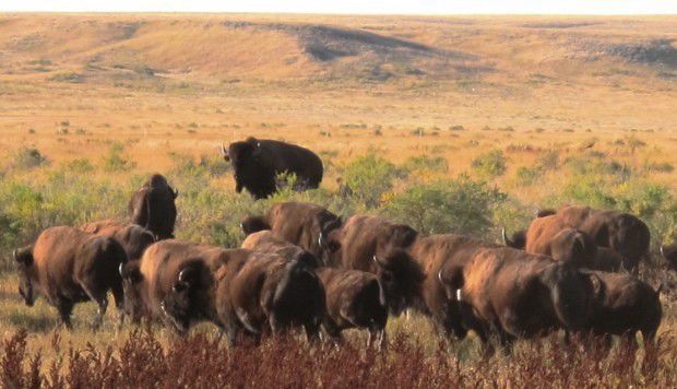 Plains bison